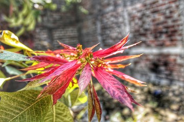 red and yellow flower