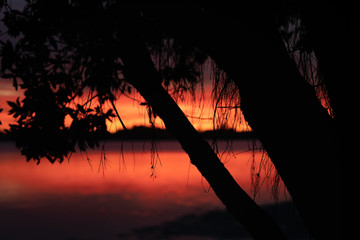 Vibrant sunrise in red backlights pohutukawa tree