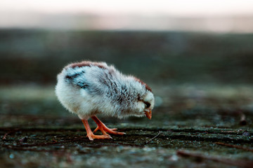 little bird on the ground