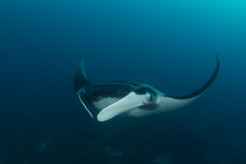 Fototapeta na wymiar Oceanic Manta Ray (Manta birostris) 