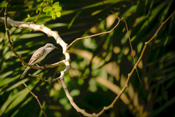 bird on a branch