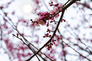 Cherry Tree Peach Blossom flowering pink flowers close up