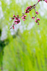 Cherry Tree Peach Blossom flowering pink flowers green background close up