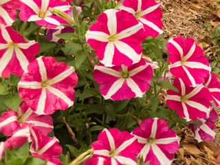 Fototapeta na wymiar Striped Pink Petunias
