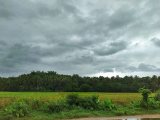 Rainy clouds with paddy fields