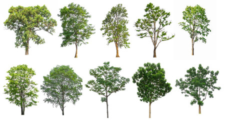 Obraz premium Collection of Trees isolated on white background