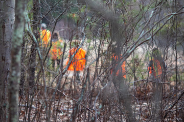 People walking in woods wearing hunter's orange