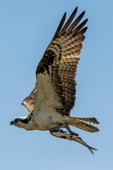osprey in flight with fish