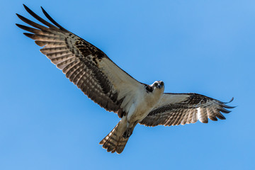 Osprey Flying Overhead
