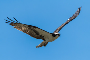 Fototapeta na wymiar Osprey Flying
