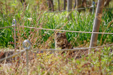 公園で座っている猫
