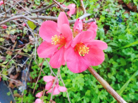 chaenomeles japonica - marmelo japones