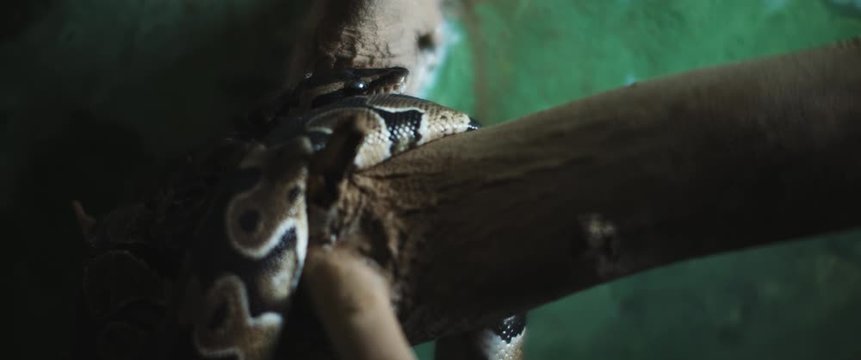 Python snake coiling itself around a branch. Slow motion. BMPCC 4K