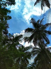 Blue sky with Coconut tree 