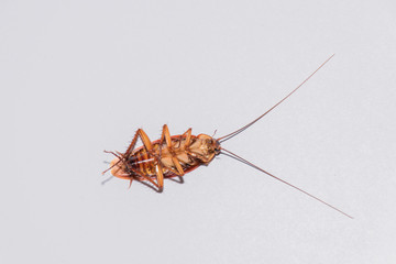 Cockroaches lie on their backs, flared white.