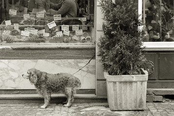 Dog by planter outside butcher shop