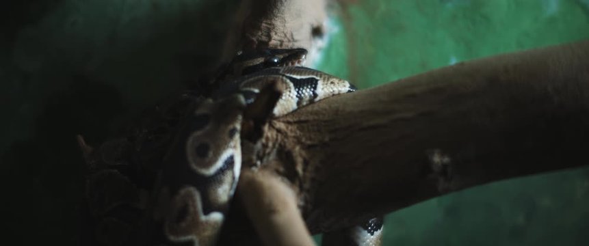 Python snake coiling itself around a branch. Slow motion. BMPCC 4K