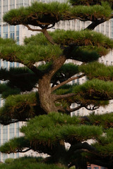 Fototapeta na wymiar Pruned evergreen tree in park at Imperial Palace, Tokyo, Japan