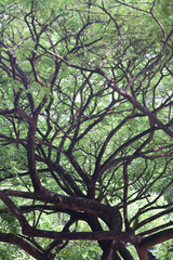 Pruned trees in Singapore