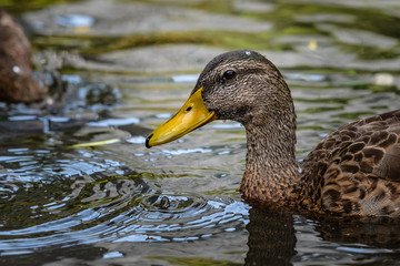 Duck swimming in water with water droplet on head