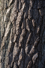 Close up of tree bark