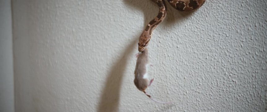 Royal snake holding a dying mouse in its mouth, while hanging on the white wall. BMPCC 4K