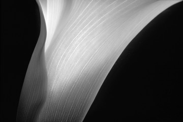 Calla lilly close up details