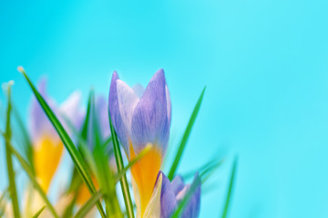 a bunch of several Crocus flowers on a blue background close up