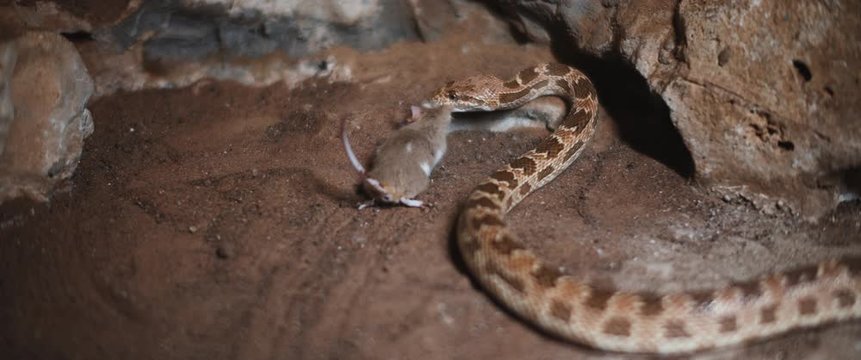 Royal snake dragging a dying mouse on a sandy ground. Slow motion. BMPCC 4K