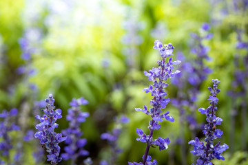 The background image of the colorful flowers