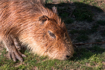 capybara grazing on a sunny day  a the John Ball Zoo