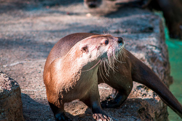 Otter playing in its enclosure at the John Ball Zoo