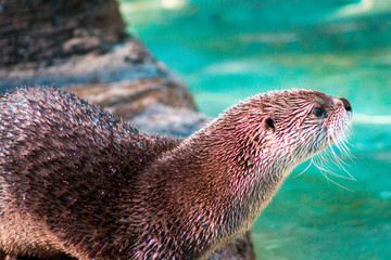 Otter staring at the water at the John Ball Zoo