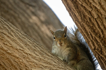 Fototapeta premium Irritated squirrel in a tree