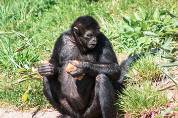 Spider Monkey eating food during a feeding time at the  John Ball Zoo