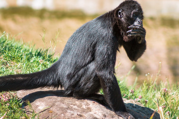 Spider monkey sitting on a rock at the John Ball Zoo in Grand Rapids Michigan