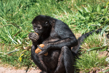 Spidermonkey eating fruit at the John Ball Zoo