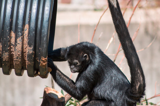 Spidermonkey searching for food during a feeding at the zoo