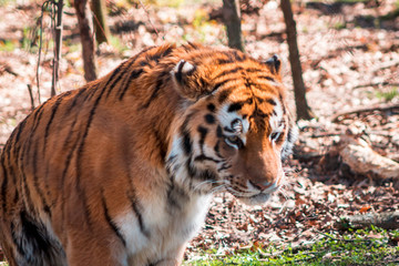 Tiger prowling around its enclosure at the John Ball Zoo in Grand Rapid Michigan