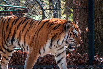 Tiger roaming in its enclosure on a sunny day at the John Ball Zoo