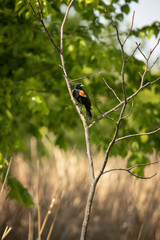 Red tip blackbird on a tree