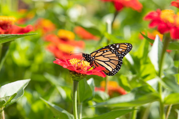 butterfly