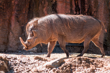 Warthog walking in the sun at the John Ball Zoo in Grand Rapids Michigan