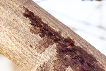 a crack in the bark of the branch from which the juice protrudes, selective focus