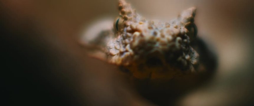 Extreme close up of horned viper snake taking out its tongue while looking at the camera. CLOSE UP, SHALLOW DEPTH OF FIELD, SLOW MOTION, BMPCC 4K.