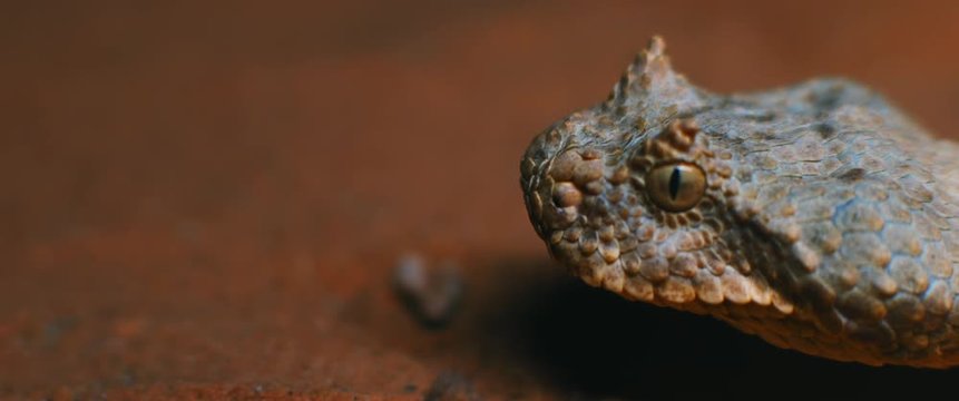 Extreme close up of horned viper snake taking out its tongue while moving. CLOSE UP, SHALLOW DEPTH OF FIELD, SLOW MOTION, BMPCC 4K.