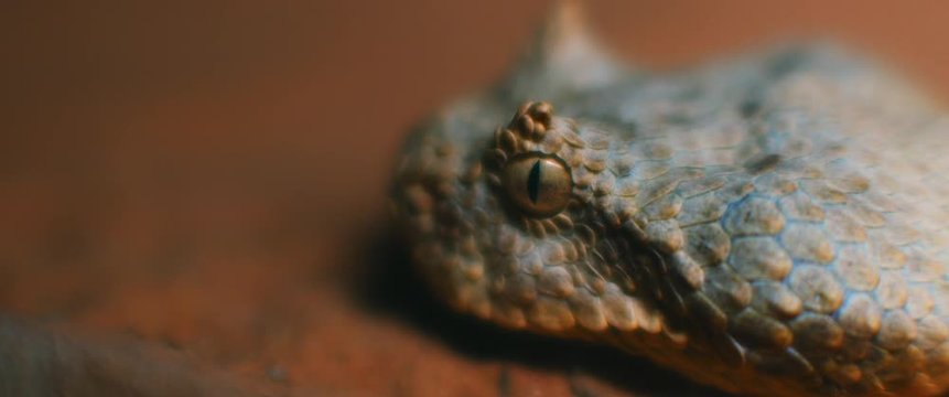 Extreme close up of horned viper moving on the ground. CLOSE UP, SHALLOW DEPTH OF FIELD, SLOW MOTION, BMPCC 4K.