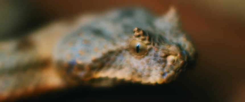 Extreme close up of horned viper snake taking out its tongue while moving. CLOSE UP, SHALLOW DEPTH OF FIELD, SLOW MOTION, BMPCC 4K.