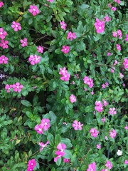 pink flowers in the garden