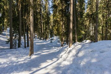 path in the forest winter landscape hiking trail.